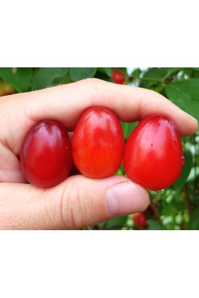 Кизил Кораловий рожевий - великі помаранчево-рожеві плоди